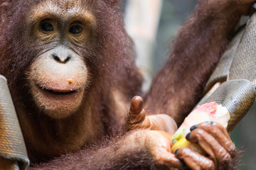 Baby orangutan with enrichment © pessarrodona