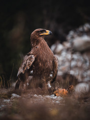 Steppe eagle (Aquila nipalensis) with hunted marten by river. Steppe eagle portrait.