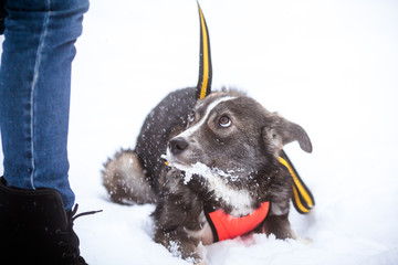 Sad dog looks at the owner.