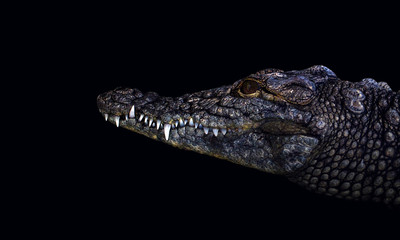 Crocodylus niloticus, Crocodylus acutus, crocodylinae. Portrait of a crocodile isolated on a black background. Largest freshwater predator in Africa