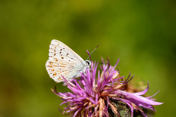 France. Papillon Azuré commun ou Azuré de la bugrane, butinant une fleur. Butterfly, common Azure or Bugrane Azure, foraging a flower
