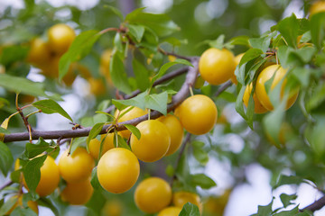 A Bunch of Ripe Yellow Plums on a Tree growing in the orchard