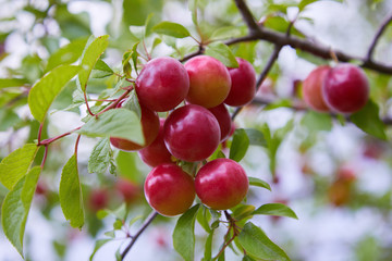 Ripe big red plums growing on a tree branch in the orchard.