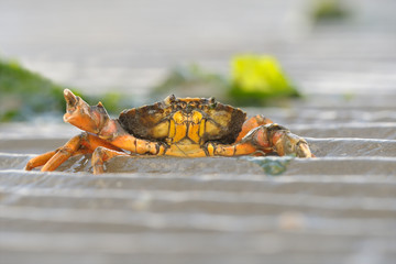 Gemeine Strandkrabbe Carcinus maenas