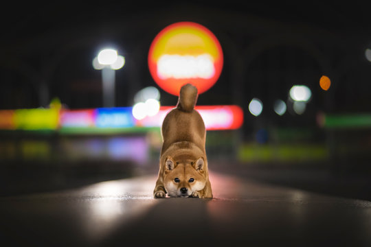 Chien Shiba Inu Dans La Nuit