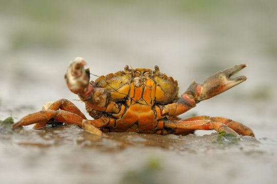 Gemeine Strandkrabbe Carcinus maenas