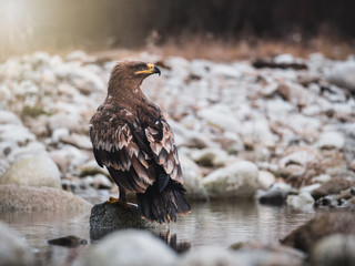 Steppe eagle (Aquila nipalensis) sitting on rock in river. Rock background. Steppe eagle portrait.