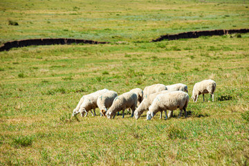 Obraz na płótnie Canvas Sheep flock is on the grassland