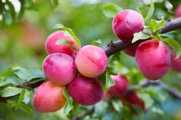 Obraz premium Ripe big red plums growing on a tree branch in the orchard.
