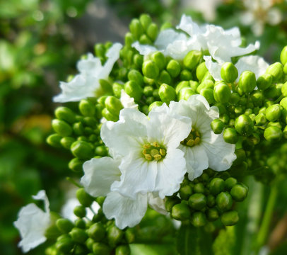 Horseradish plant. White tender flowers of horseradish (Armoracia rusticana, Cochlearia armoracia). Closeup, selective focus, shallow dof.