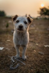 Portrait of a Cute Puppy!