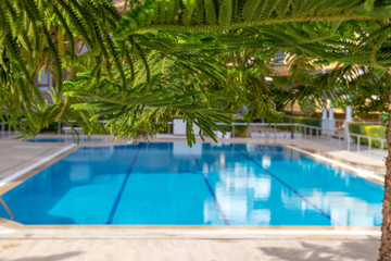 Fototapeta na wymiar Lush foliage of Norfolk Island Pine during the tropical sunny day with pool background. Resort or cruise concept.