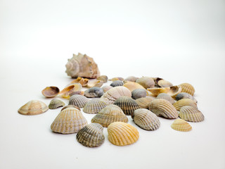 still life of small shells on a white background. Sea shells.
