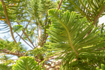 Fototapeta na wymiar Lush foliage of Norfolk Island Pine during the tropical sunny day. Resort or cruise background concept.