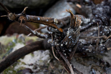  tree branch on the background of large stones