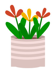 Plant in pot isolated in white background. Flowers that grown indoor in potting soil. Vegetation with blossom used for house and office interiors. Vector illustration of houseplant in flat style