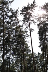 Fototapeta premium evergreen
