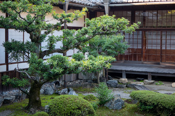 Natural green trees in a Japanese garden