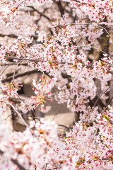 Vertical image of cherry blossom flower on a tree. Close up image of Sakura flower at the park.