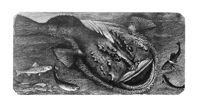 Monkfish (Lophius) old Antique illustration from Brockhaus Konversations-Lexikon 1908