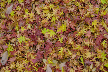  Maple leaf on nature background.