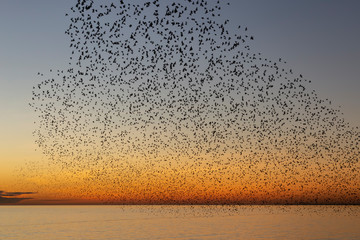 swarms of starlings at dusk in Brighton