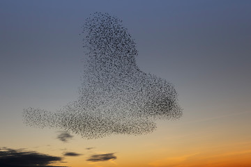 swarms of starlings at dusk in Brighton