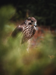 Saker falcon (Falco cherrug) in pine forest. Saker falcon portrait. Autumn forest background.