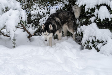Siberian husky dog in through deep snow in the winter forest