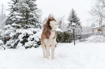 Siberian Husky dog on snow. Cute pet.