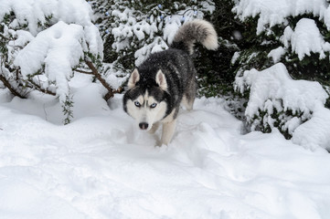 Fototapeta na wymiar Siberian Husky dog with blue eyes looks at the camera. Husky dog in snow, winter forest