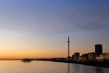 swarms of starlings at dusk in Brighton