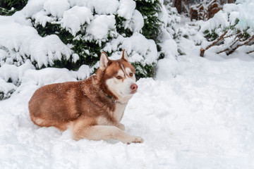 Husky dog lying in snow in winter forest.