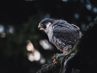 Peregrine falcon (Falco peregrinus) sitting on orange deciduous larch. Peregrine falcon on autumn tree. Deciduous larch in background.