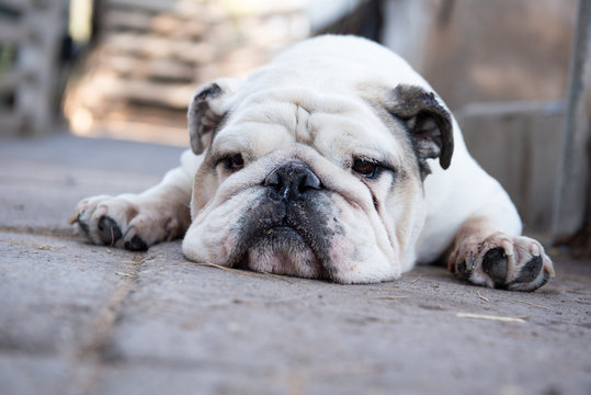 Cane bulldog inglese
