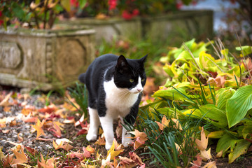 Domestic cat in the garden