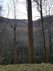 Fototapeta premium forest, winter, tree, trees, snow, nature, landscape, cold, sky, woods, autumn, park, sun, frost, season, white, wood, birch, fog, ice, sunlight, mountain, outdoor, blue, light
