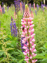 Pink and Purple Lupines Growing