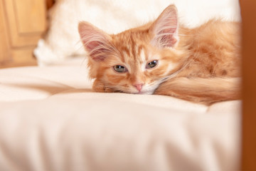 Red striped kitten. Small kitten looks at the camera with half-closed eyes