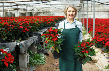 Fototapeta premium Joyful female florist with poinsettia