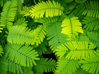 Climbing Wattle Leaves Spreading in The Field