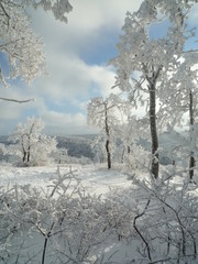 winterland