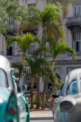 palm trees in havana cuty with teh back view of two cuban classic cars, cuba
