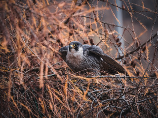 Peregrine falcon (Falco peregrinus) sitting on orange deciduous larch. Peregrine falcon on autumn tree. Deciduous larch in background.
