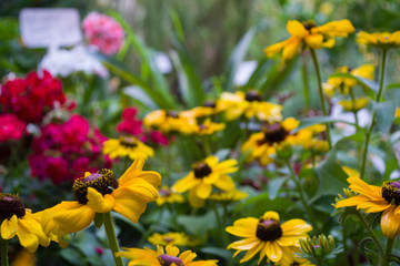 Composición fotográfica de flores amarillas, colorido  alegre jardín