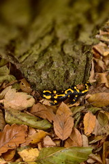 Salamandra Salamandra in autumn colored nice forest