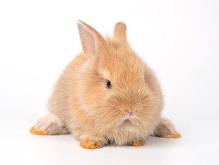 Red-brown cute baby rabbit sitting on white background.