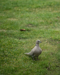 Beautiful dove female on green lawn