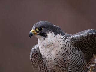 Peregrine falcon (Falco peregrinus) sitting on orange deciduous larch. Peregrine falcon on autumn tree. Deciduous larch in background.
