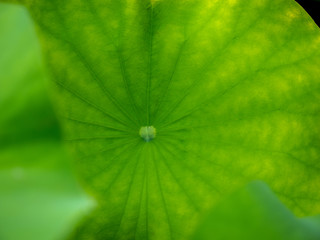Pattern of Lotus Worship Leaf